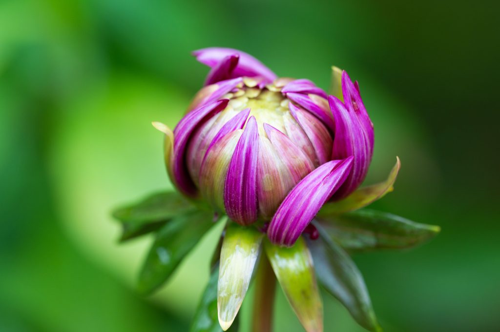 つぼみのダリア