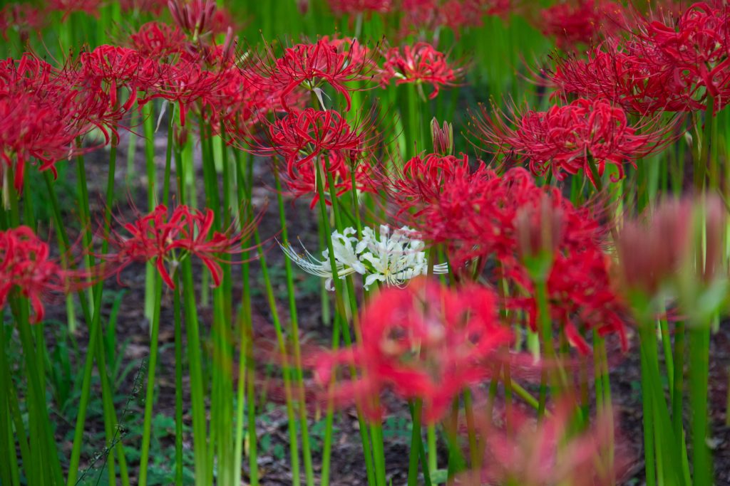 巾着田2019年　彼岸花