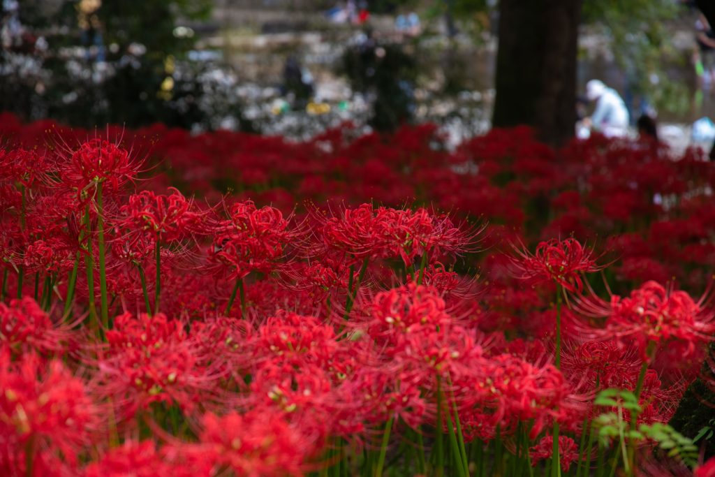 巾着田2019年　彼岸花