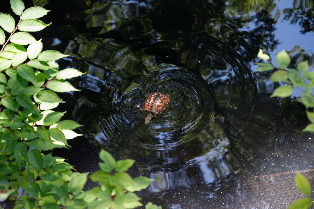 成田山の池にいた亀