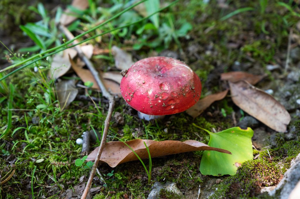 成田山の敷地に生えていたきのこ
