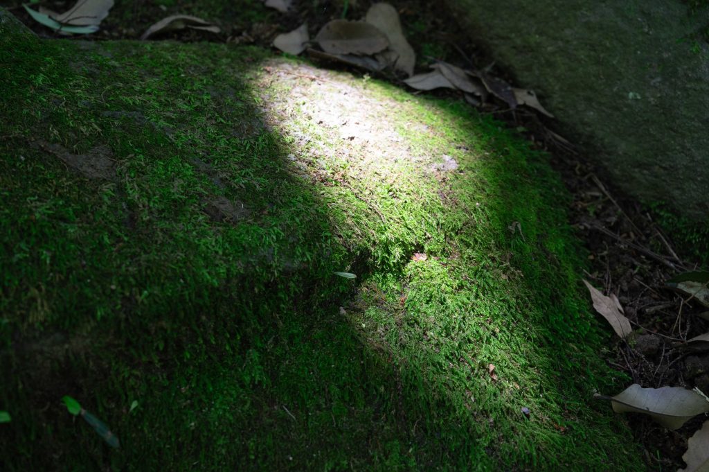 成田山の敷地にあった、いい感じの岩